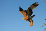Tawney Eagle 1