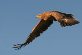 Tawney Eagle 3