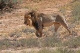 Male Kalahari Lion