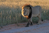 Lion in early morning light