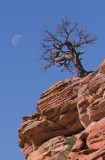 002 Zion TreeMoon copy.jpg