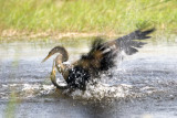 EVERGLADES  4 185 Anhinga fight 2.jpg