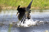 EVERGLADES  4 187 Anhinga fight 8.jpg