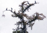 Pano Doublecrested Cormorants in tree.jpg