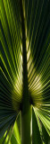 Palm Leaf Pano.jpg