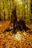 Leaves and stump_5586.jpg