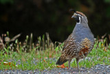 California Quail