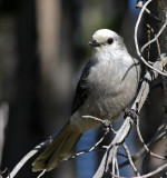 Gray Jay