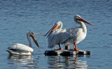 A Trio of Pelicans
