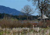 Quamichan Lake