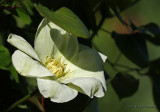 White Clematis