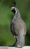Male California Quail
