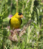 Lunchtime in the Thistle Patch