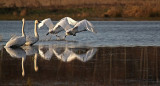 Two Pair Make Eight