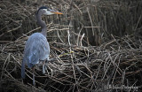 Moving through the Marsh