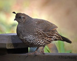 On the Fence