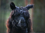 Portrait of an Alpaca