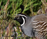 Portrait - California Quail