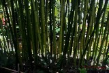 Bamboo Garden