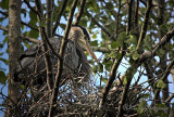 Tending the Nest