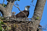 One eaglet....or more???