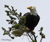 Treetop Perch