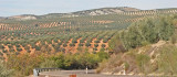 OLIVE GROVES