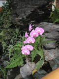 PINK FLOWER