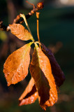 autumn leaf I