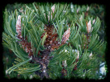 pineflower