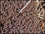 red wood ants