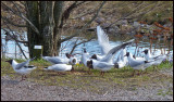 black-headed gulls