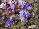 hepatica