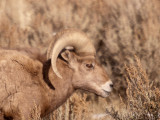 A small Ram_E309717.jpg