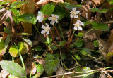 Shortia galacifolia 2