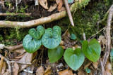 Heartleaf 1