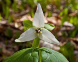 Cataloochee Valley 12