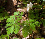 Cataloochee Valley 17