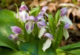 Showy Orchis 3