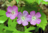 Wild Geranium 1