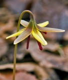 Trout Lily 3