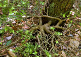 Witch's Broom 2