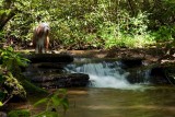 Dog Gobble Falls
