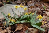 Trout Lily 1