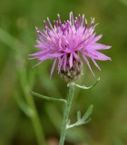 Spotted Knapweed 1