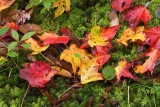 Leaves on Moss 1