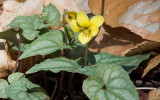 Yellow Violet 1