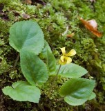 Yellow Violet 2