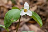 White Trillium 1