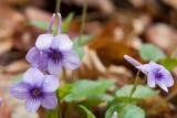 Longspur Violet 1
